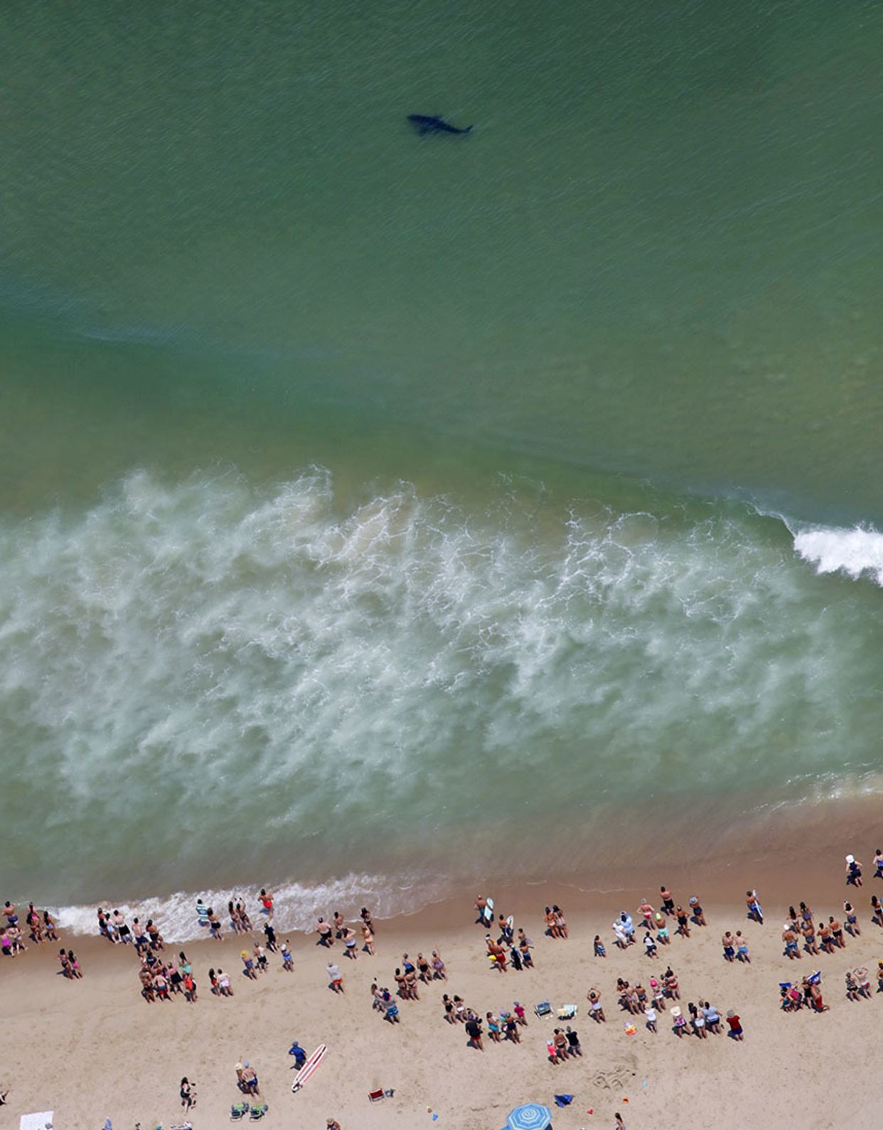 Cape Cod’s New Normal: Sharks Are Everywhere