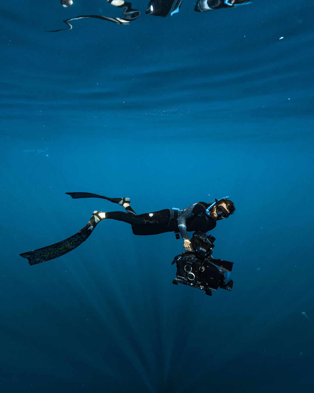 Blackfish Collection