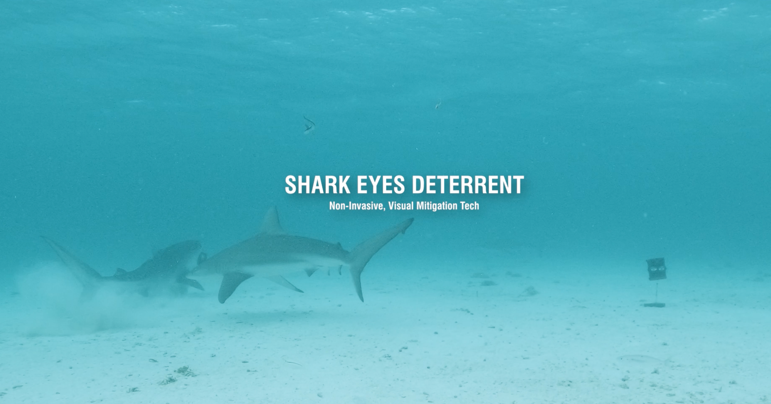 Load video: Shark Eyes Shark Deterrents