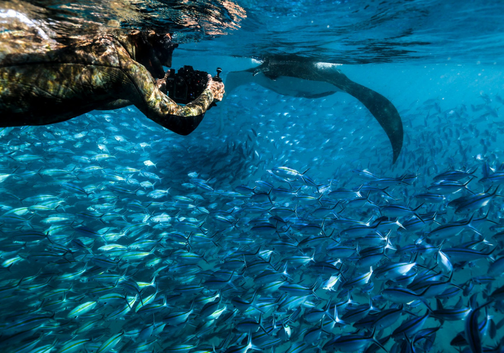 Untitled_1000_x_800_px_20-Shark Eyes Global