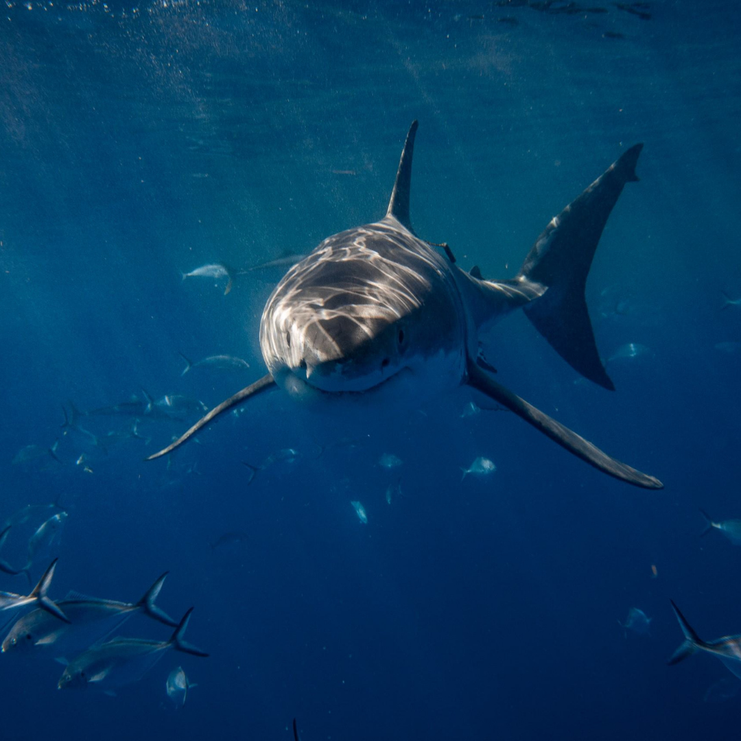 Untitled_design_72-Shark Eyes Global