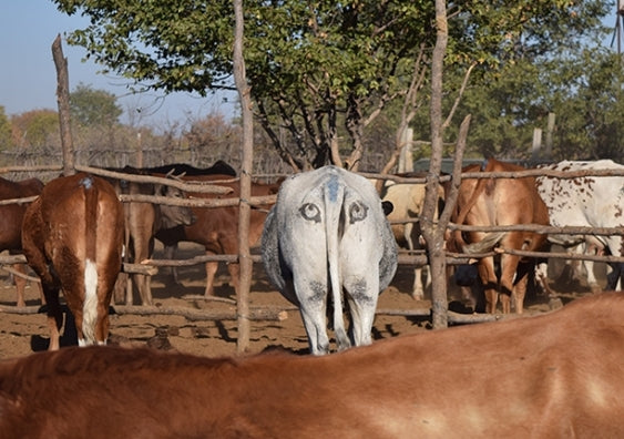 Painting eyes on cows to prevent lion attacks