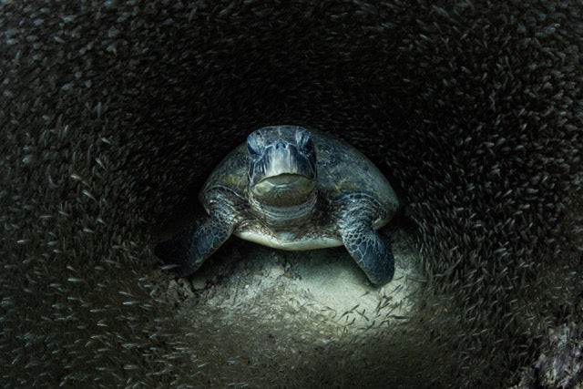 Ocean Aimee, Professional underwater photographer