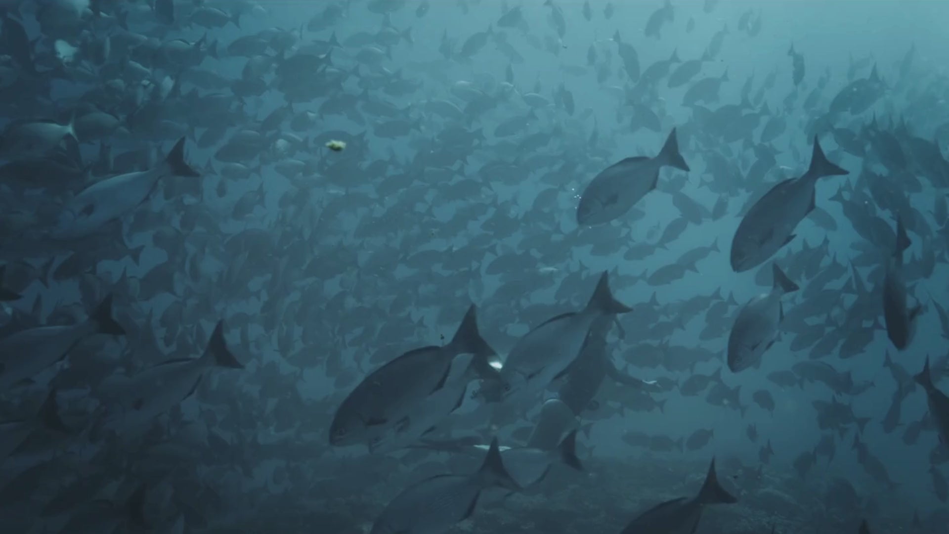 Load video: Exclusive Drop: Manta 2-Piece Wetsuit. Built In Collaboration With Nush Freedman